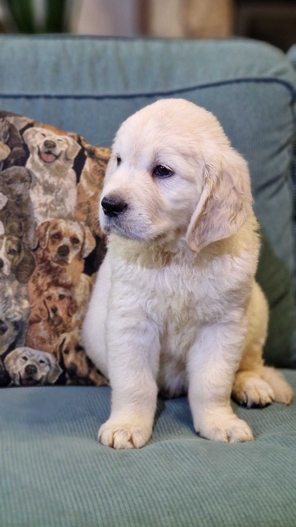 Golden Retriever FCI ZKwP szczeniak