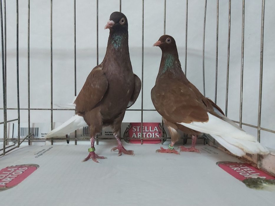 Gołębie Wyszfance Kończate