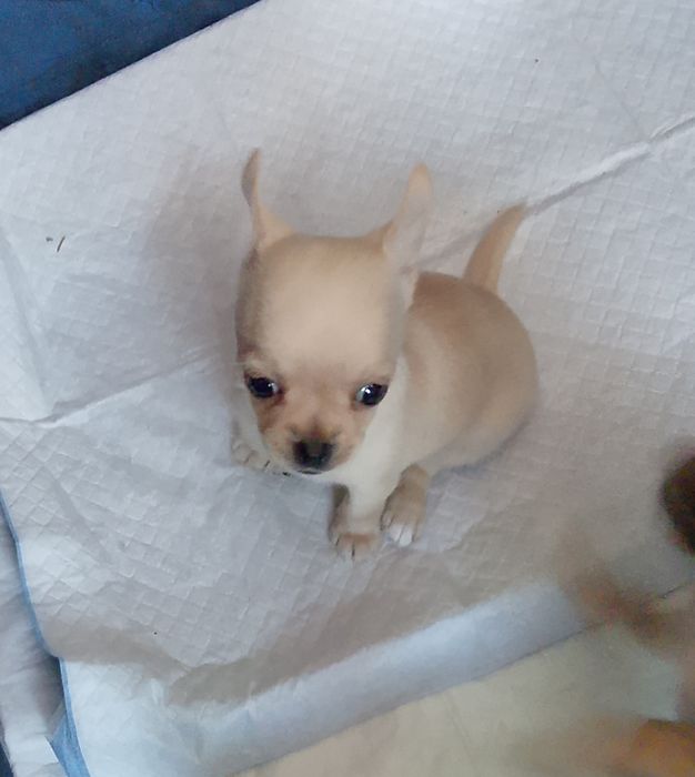 Sprzedam suczkę chihuahua