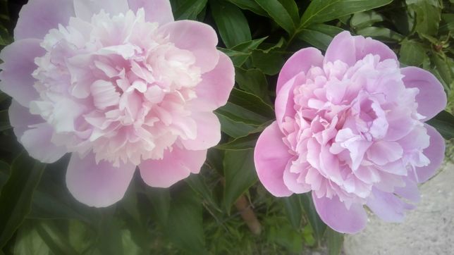 Пиона (пион) розовая, бордовая, белая; нарцисс, тюльпан, лилия, ирис