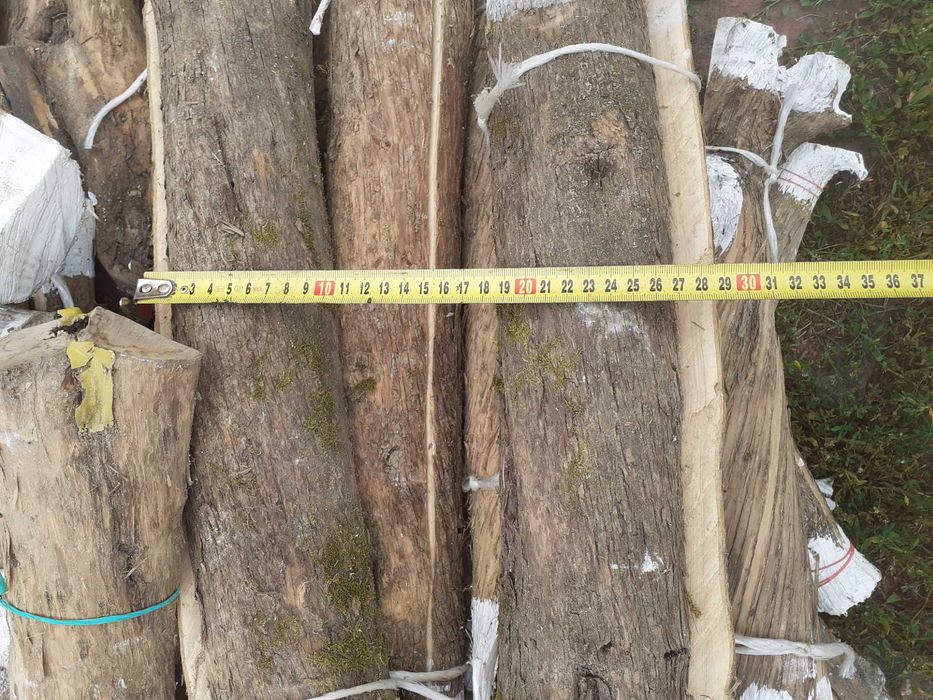 Бузок деревина 200 грн