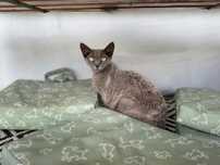 Szarusia i Bengal do adopcji szukaja domu