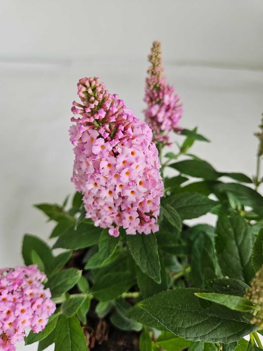 Budleja Dawida Little Pink 35cm – ozdobny krzew motyli do ogrodu C2