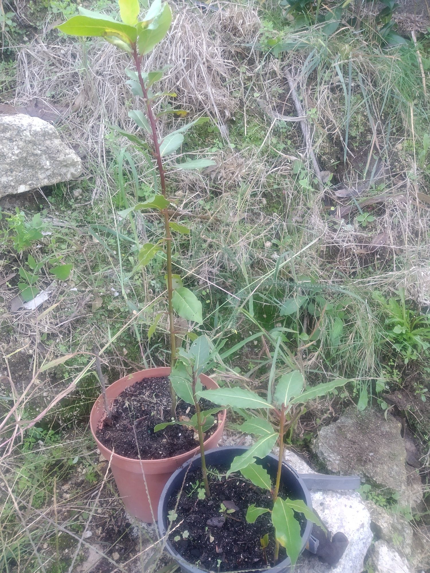 Loureiro para floreira ou jardim