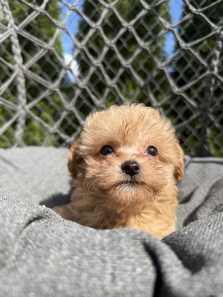 Maltipoo chłopak, maltańczyk, pudel toy