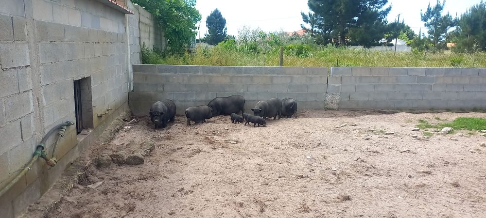 Porco vietnamita 25€