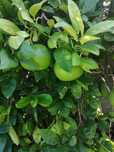 Pomelo (laranja natal, cimboa)