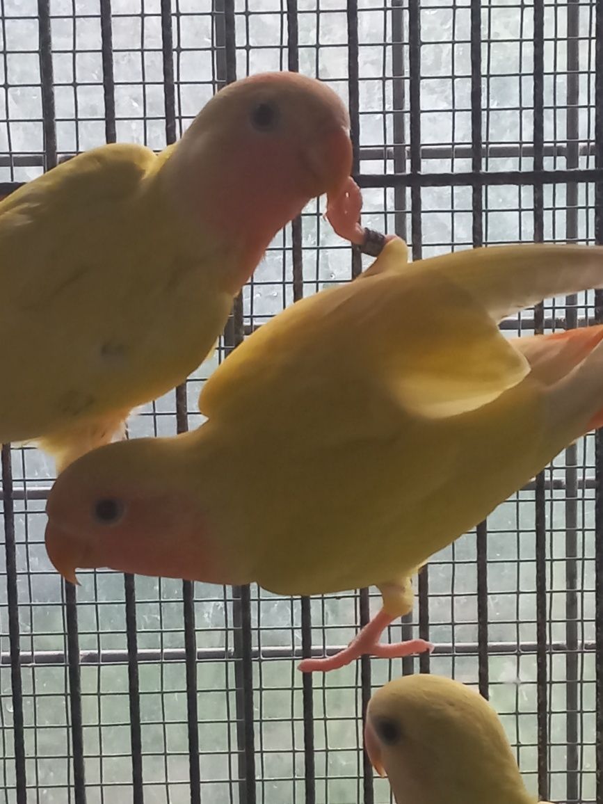 Agapornis rosicolis para cedência