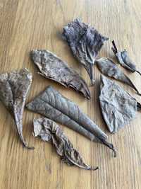 Ketapang - liście migdałecznika morskiego z własnej sadzonki