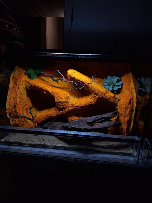 Terrarium z gekonem lamparcim agama legwan wąż