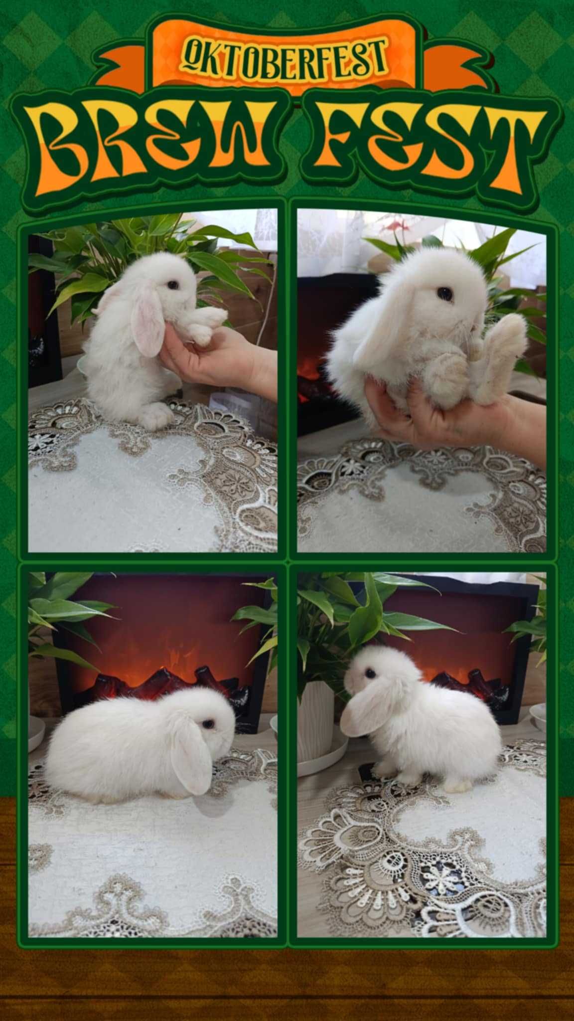 Mini lopy baranki królik karzełek.Hodowla zarejestrowana KZHK