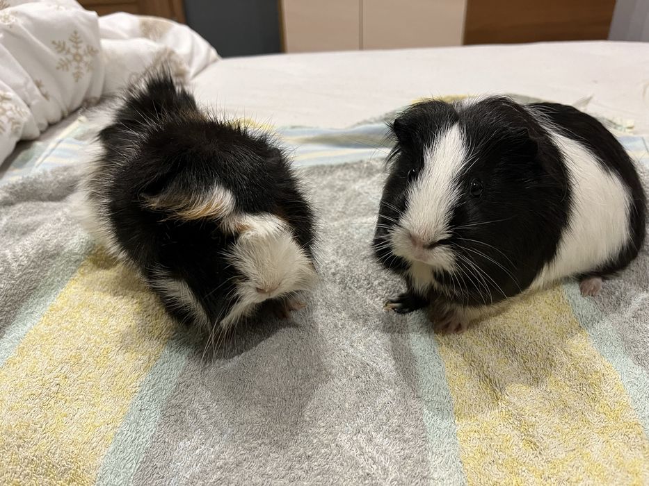 Oddam dwie świnki morskie