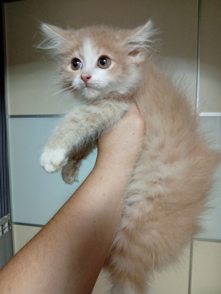 Котята Сибирские