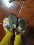 Gatinhos para Adoção