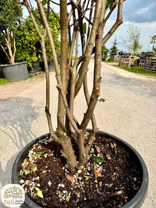 Photinia fraseri Red Robin, Głogownik, 200-250, 300-350cm, wielopniowy