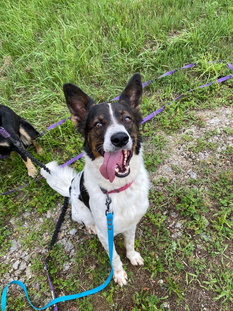 Młody Aks mix border collie do adopcji!