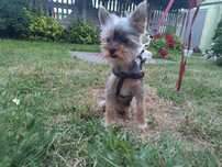 Yorkshire terrier,sunia York, Mini