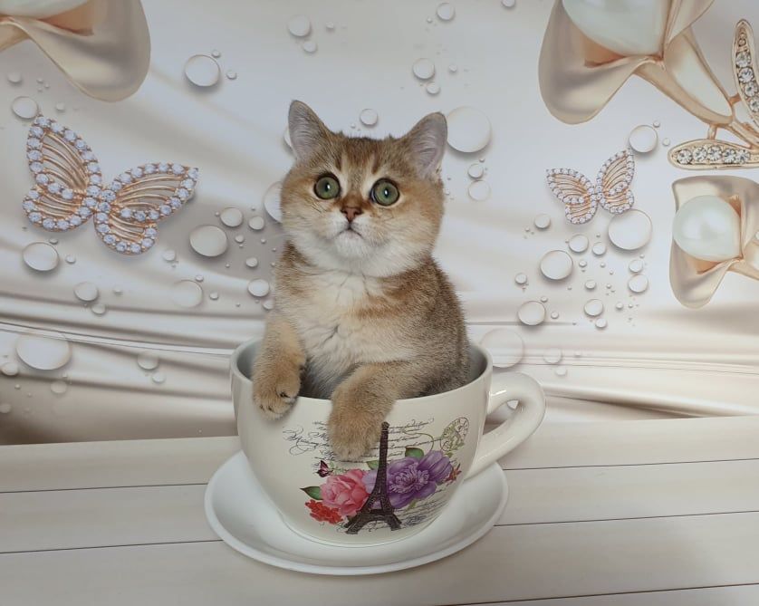 Эксклюзивчик! Шотландец