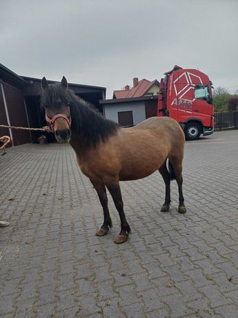 Klacz  konik polski  zazrebiona