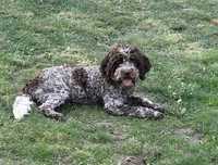 Lagotto Romagnolo FCI