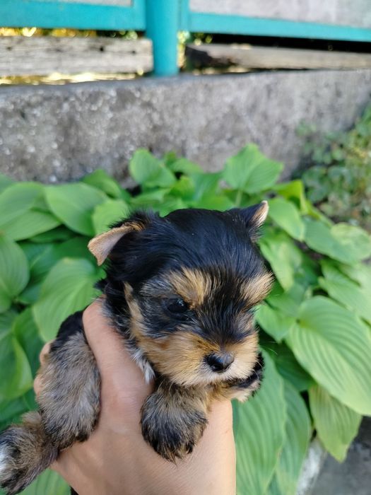 Милейшая мордашка