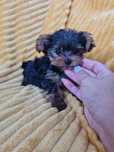 Yorkshire Terrier mini de qualidade