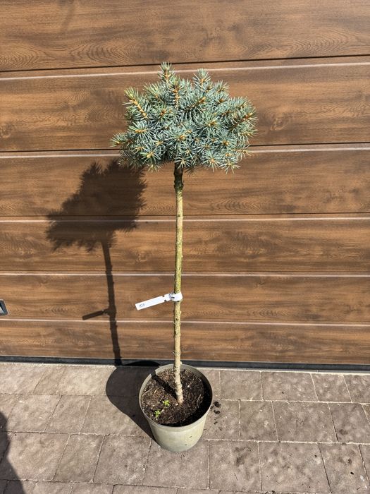 Ялиця Icebreaker (abies), ялина (picea) Glauca Globosa Inversa Tenas