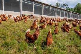 Kury Nioski z jajkiem od hodowcy ! Rosa Messa Dominant Sussex Tetra !