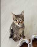 CHABEREK 8 tyg kociak do adopcji