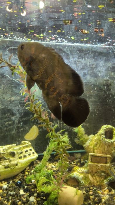 Срочно продам Астронотус