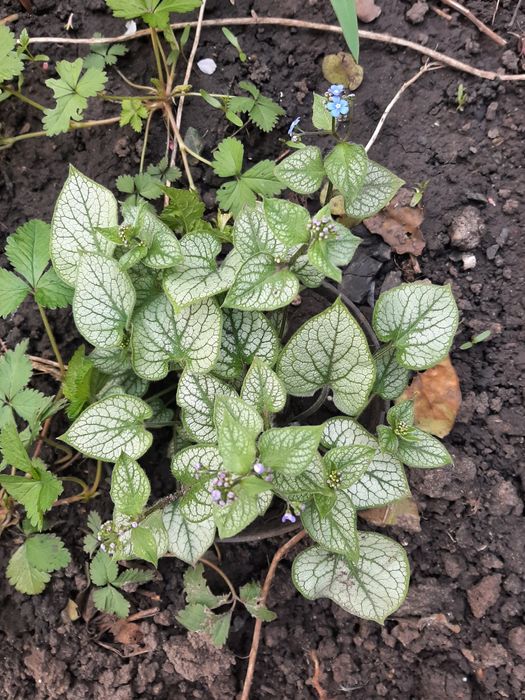 Растения садовые. Глициния. Каприфоль. Брунелла.