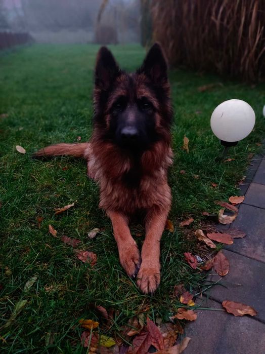 Owczarek niemiecki długowłosy