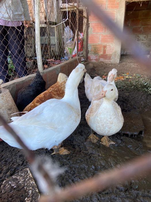 Vendo 3 patos jovens saudaveis