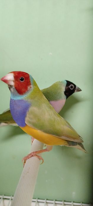 Amadyna Wspaniała Para