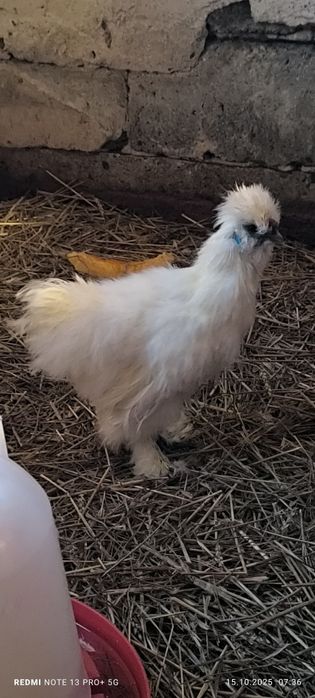 Kogut Silka. Silki. Koguty kury jedwabistej