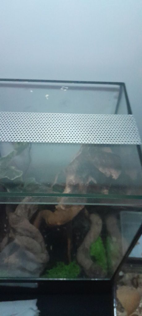 Sprzedam terrarium 30×20×20