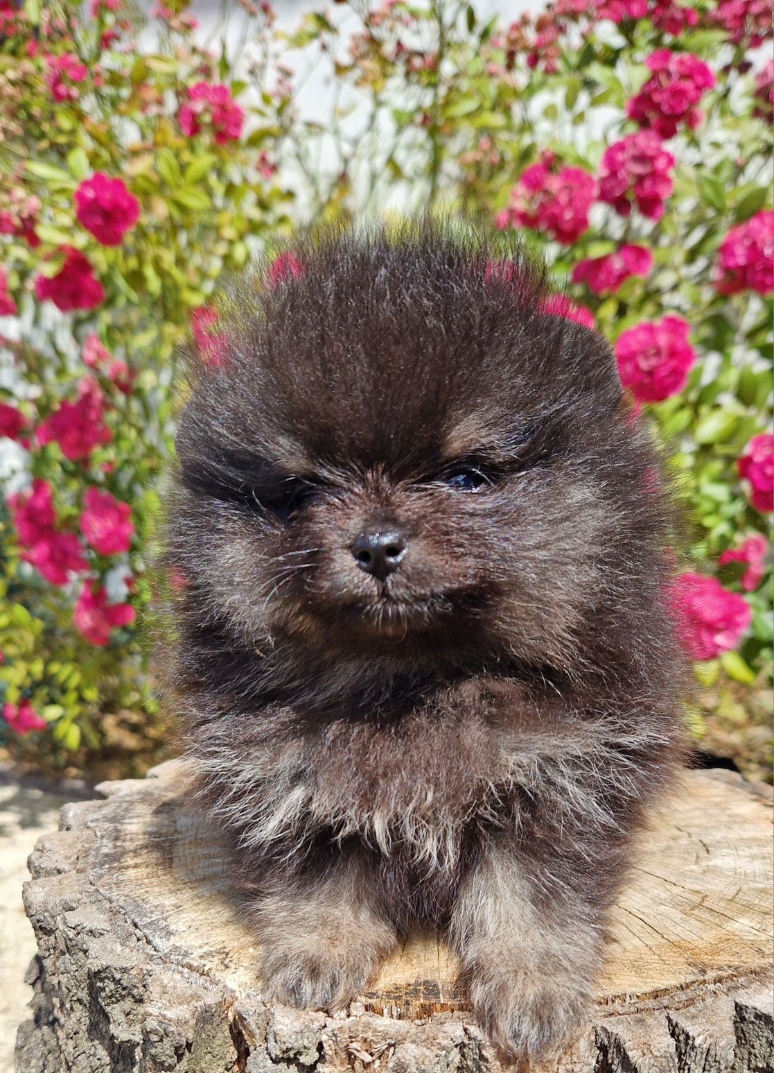 Szpic miniaturowy pomeranian
