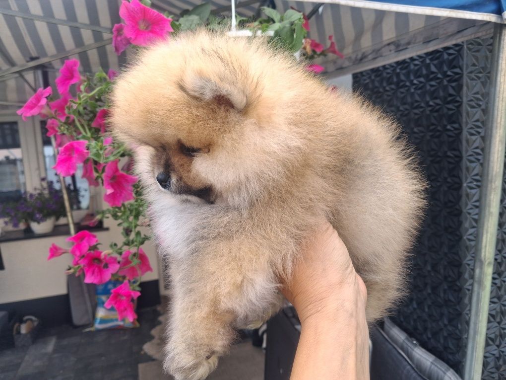 Szpic miniaturowy pomeranian