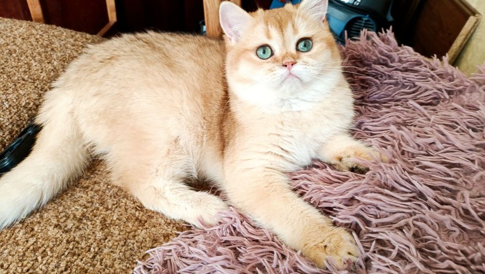 Британский котик с изумрудными глазами котята Киев