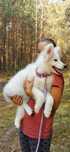 Samoyed czystej rasy suczka z rodowodem śliczna urocza dziewczynka