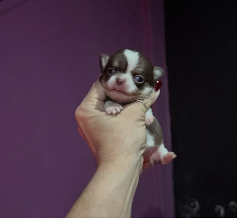 Menino “Chihuahua  lindissimo “ branco e preto”