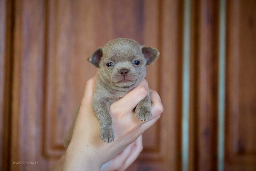 Цуценята чихахуа лілові красені