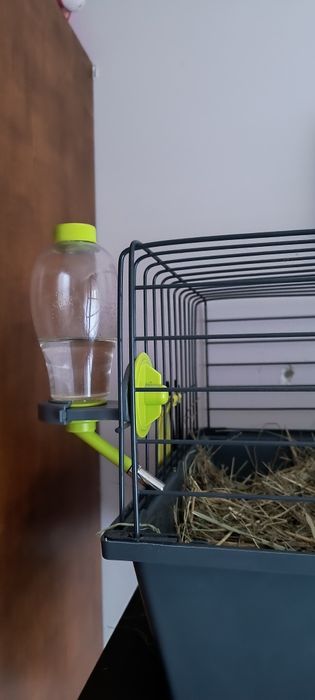 Świnka morska cavia samiec