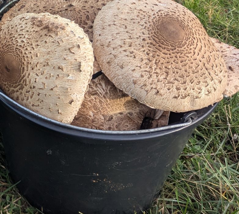 Czubajka kania kanie sowy sowa grzyby świeże