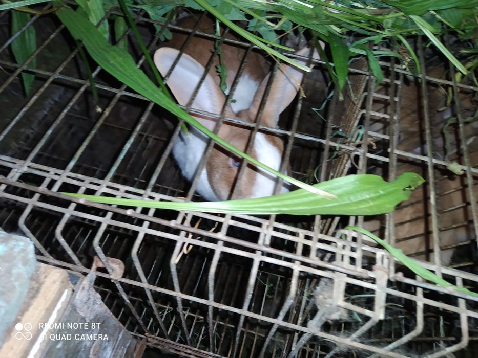 Coelhos para venda
