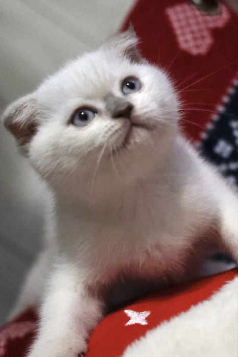 Шотландська кішечка скотіш фолд