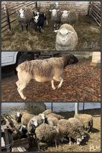 Барани, вівці, ярки - романовська/цигайська/дорпер // овцы на продажу