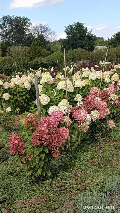 Гортензії волотисті – дорослі кущі