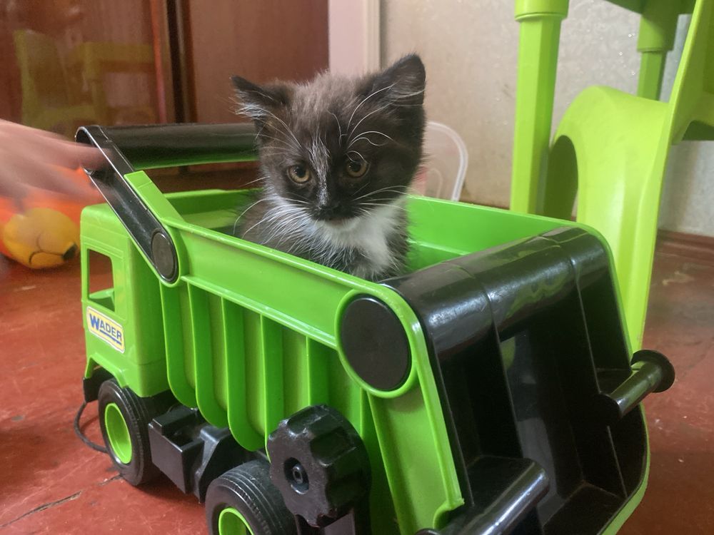 Кошенята шукають родину