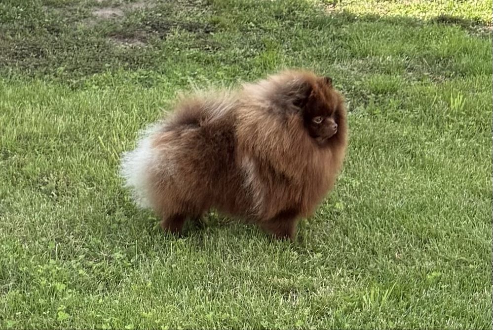 Szpic miniaturowy pomeranian zapowiedz miotu